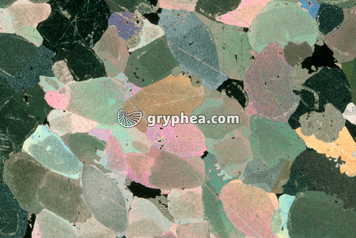 Entroques - calcaire à entroques LPA x5 - gryphea.com